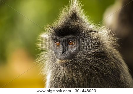 Portrait Silvered Leaf Monkey (trachypithecus Cristatus) Or Silvery Lutung (silver Leaf Monkey). Sil