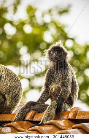 Portrait Silvered Leaf Monkey (trachypithecus Cristatus) Or Silvery Lutung (silver Leaf Monkey). Sil