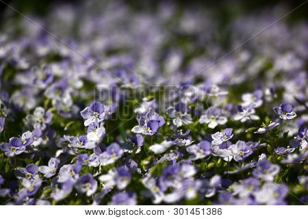 The Veronica Filiformis Plentifully Blossoms A Large Amount Of Small Blue Flowers Having Created A B