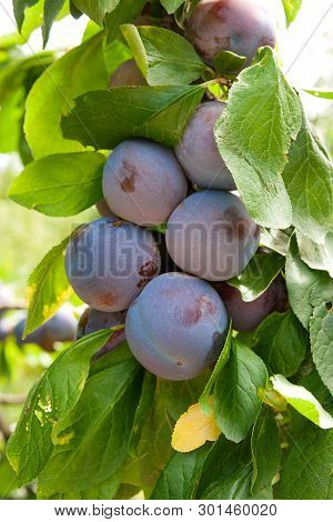 Close Up Of The Plum Tree Branch With Ripe Juicy Fruits On Sunset Light.