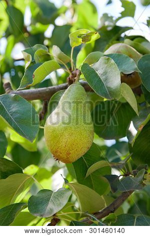 Shiny Delicious Pears Hanging From A Tree Branch In The Orchard..