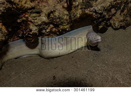 Moray Eel Mooray Lycodontis Undulatus In The Red Sea, Eilat Israel