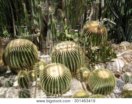 Different Varieties Of Prickly Cacti Spines. Globular Round Cactus Plant Drought Rocks. Green Color 