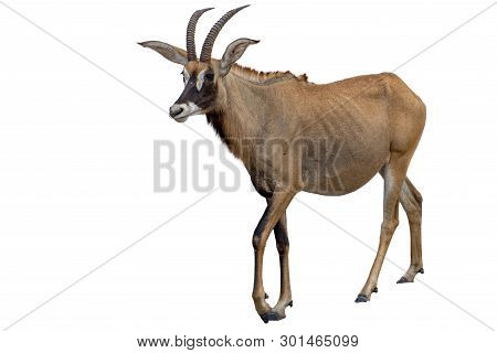Roan Antelope On White Background - Rare, Detail