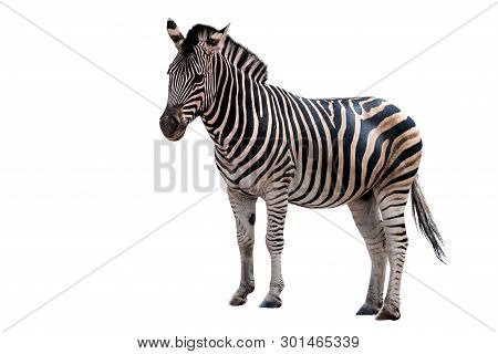 Zebra Isolated On White Background - Portrait.