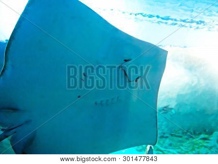 Background With Close Up Of The Ray