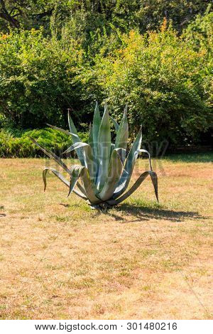 Agave Tequilana, Commonly Called Blue Agave (agave Azul) Or Tequila Agave