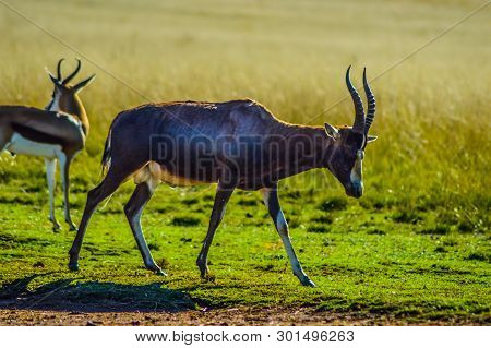Portrait Of A Common Tsessebe (damaliscus Lunatus) Antelope In Johannesburg Nature Reserve South Afr