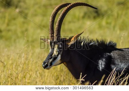 Closeup Portrait Of A Cute And Majestic Sable Antelope In Johannesburg Naturereserve South Africa