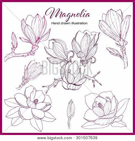 Magnolia Collection. Set Of Hand Drawn Floral Elements. Vectorial Flowers For Your Design.
