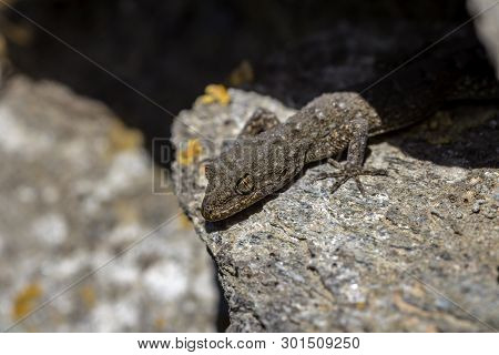 Kotschy's Gecko (mediodactylus Kotschyi ) Sitting On A Stones Close-up In A Sunny Day