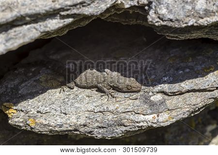 Kotschy's Gecko (mediodactylus Kotschyi ) Sitting On A Stones Close-up In A Sunny Day