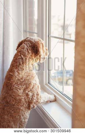 Cute Adorable Red-haired Pet Dog Looking Into Window. Domestic Animal Poodle Goldenhoodle Terrier Wa