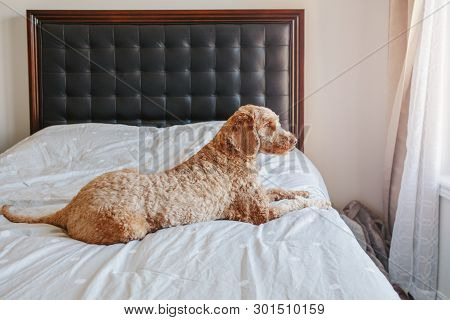 Cute Adorable Shameless Red-haired Pet Dog Lying On Clean Bed In Bedroom At Home. Bold Domestic Anim