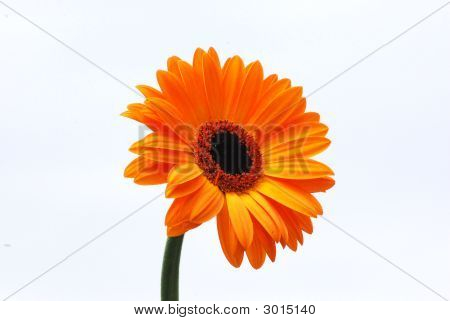 Gerbera isolato