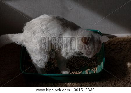 Closeup Of Cat Overweight Constipated Sick Trying To Go To The Bathroom In Box At Home Sad Looking D