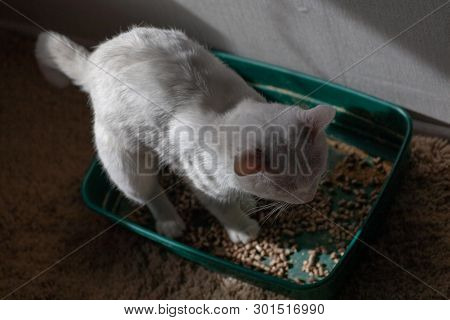 Closeup Of Cat Overweight Constipated Sick Trying To Go To The Bathroom In Box At Home Sad Looking D
