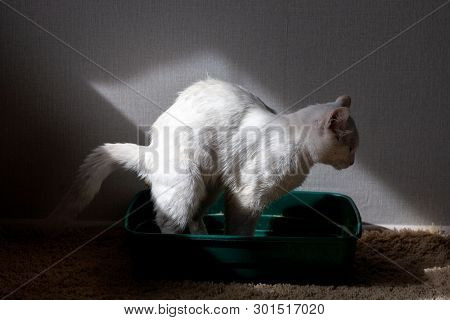 Closeup Of Cat Overweight Constipated Sick Trying To Go To The Bathroom In Box At Home Sad Looking D