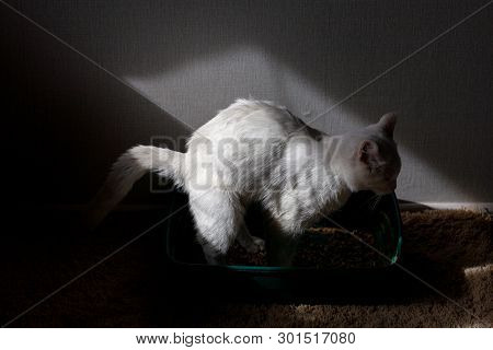 Closeup Of Cat Overweight Constipated Sick Trying To Go To The Bathroom In Box At Home Sad Looking D
