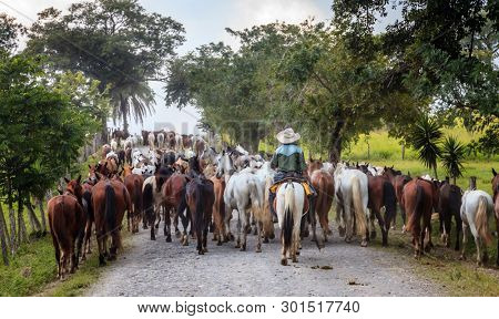 A cowboy driving a string of horses along a rural road in Costa Rica