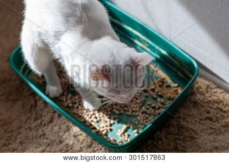 Closeup Of Cat Overweight Constipated Sick Trying To Go To The Bathroom In Box At Home Sad Looking D