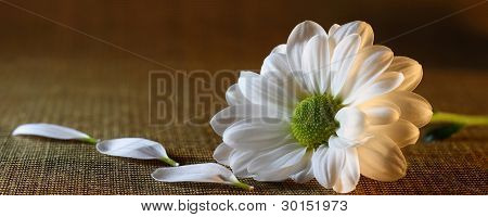 Bloem