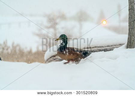 A Duck Standing On Fresh White Snow Beside A Tree In Daybreak Utah