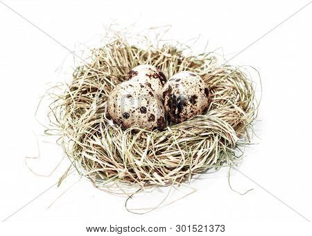 Quale Eggs In A Hay Nest On White Background, Easter Decoration