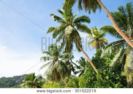 Low Angle View Of Green Coconut Palm Trees Anse Marie-loise Beach, Mahe Island, Seychelles
