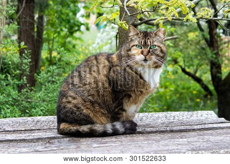 Wild Cat With Green Eyes Sitting On Wooden Surface On The Background Of Green Foliage.
