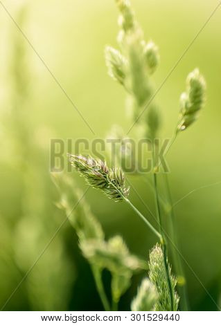 Long Stems Of Natural Wild Grass Backlit By Hazy Warm Morning Sunlight In Field.
