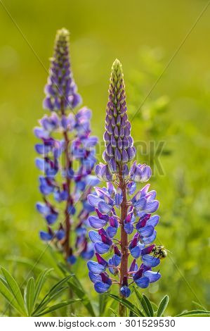 Purple Lupin Flowers And Bumble Bee, In Green Field, Backit By Warm Hazy Morning Sunlight.