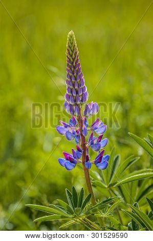 Purple Lupin Flowers, Lupinus Arcticus, In Green Field, Backit By Warm Hazy Morning Springtime Sunli