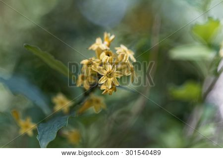 Flowers Of A Green Cestrum, Cestrum Parqui