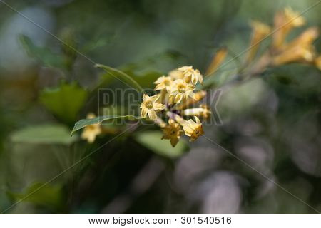 Flowers Of A Green Cestrum, Cestrum Parqui