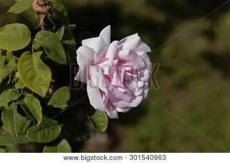 White Blossom Of A Kathleen Harrop Rose