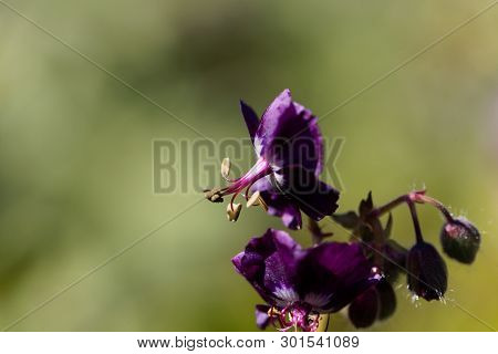 Flowers Of A Black Widow, Geranium Phaeum.