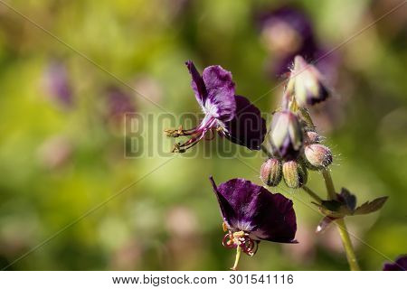 Flowers Of A Black Widow, Geranium Phaeum.