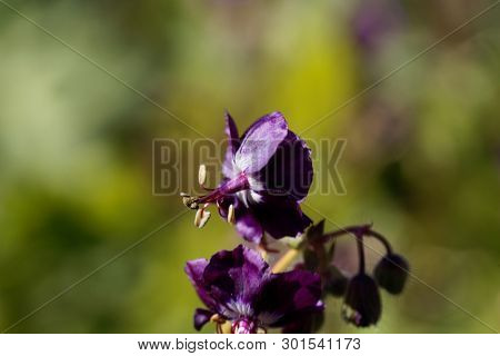 Flowers Of A Black Widow, Geranium Phaeum.