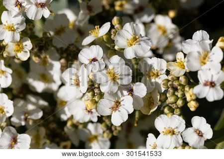 Flowers Of A Crambe, Crambe Maritima.