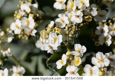 Flowers Of A Crambe, Crambe Maritima.