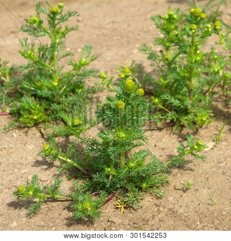 Matricaria Discoidea Blooms In The Meadow On A Summer Day