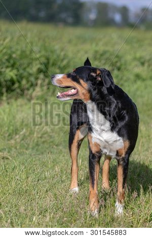 Appenzeller Sennenhund. The Dog Is Standing In The Park In Spring. Portrait Of A Appenzeller Mountai