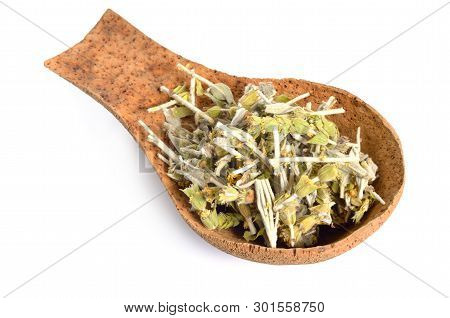 Sideritis, Also Known As Ironwort, Mountain Tea And Shepherds Tea. Isolated On White