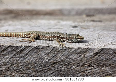 Podarcis Muralis  - Common Wall Lizard - Natural Habitat