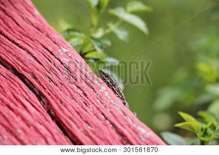 Podarcis Muralis  - Common Wall Lizard - Natural Habitat