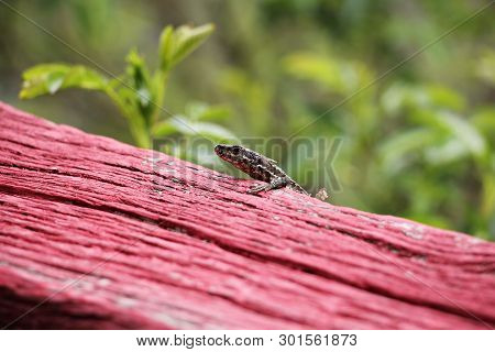 Podarcis Muralis  - Common Wall Lizard - Natural Habitat