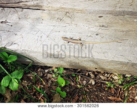 Podarcis Muralis  - Common Wall Lizard - Natural Habitat