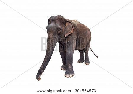 Asian Elephant Isolated On White Background. Front View.