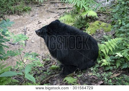 Asian Black Bear Ursus Thibetanus Also Known As The Moon Bear And The White-chested Bear Relaxing In